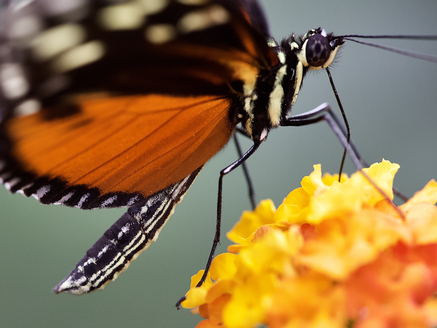 Der Schmetterling