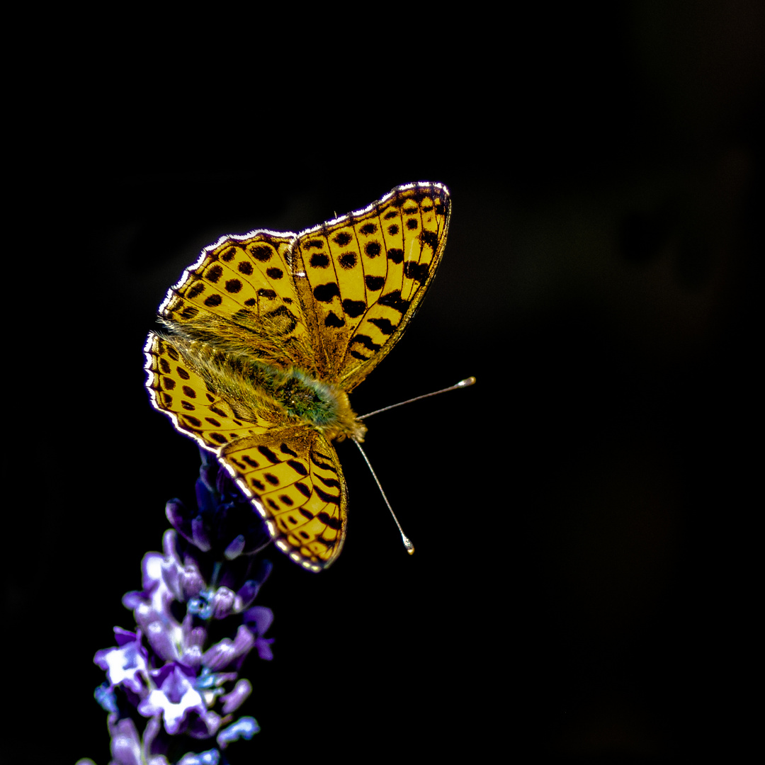 Der Schmetterling