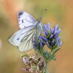 Der Schmetterling