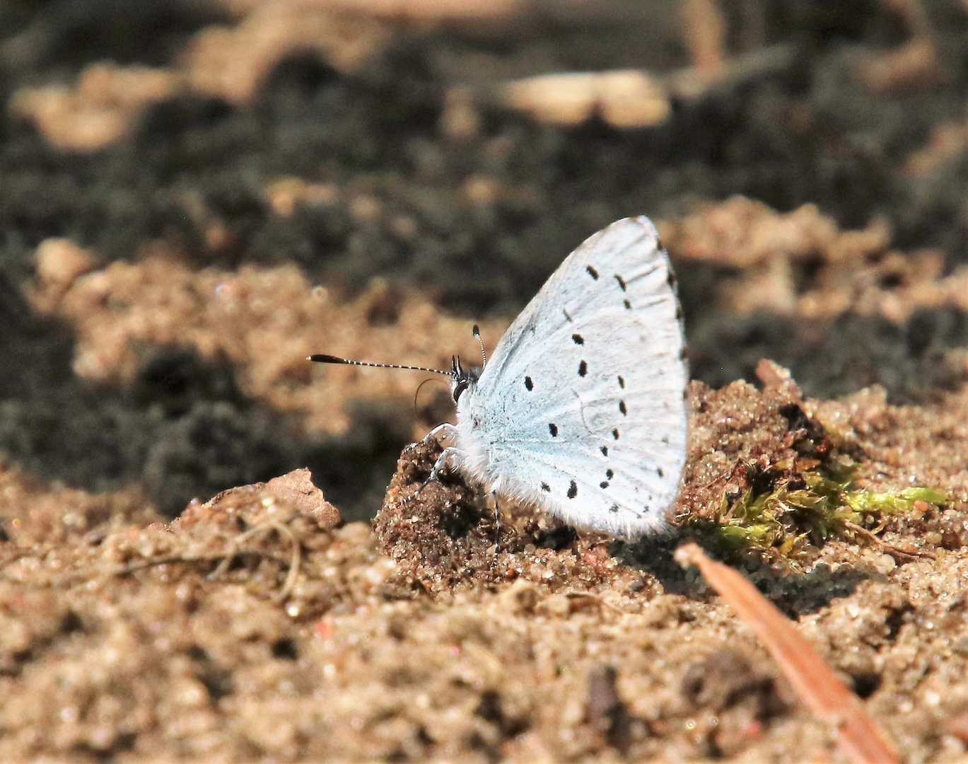 Der Schmetterling