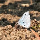 Der Schmetterling