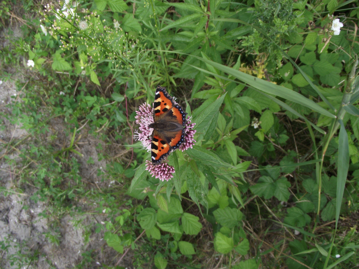 Der Schmetterling