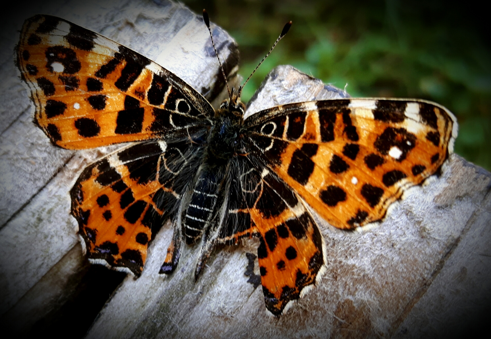 Der Schmetterling 