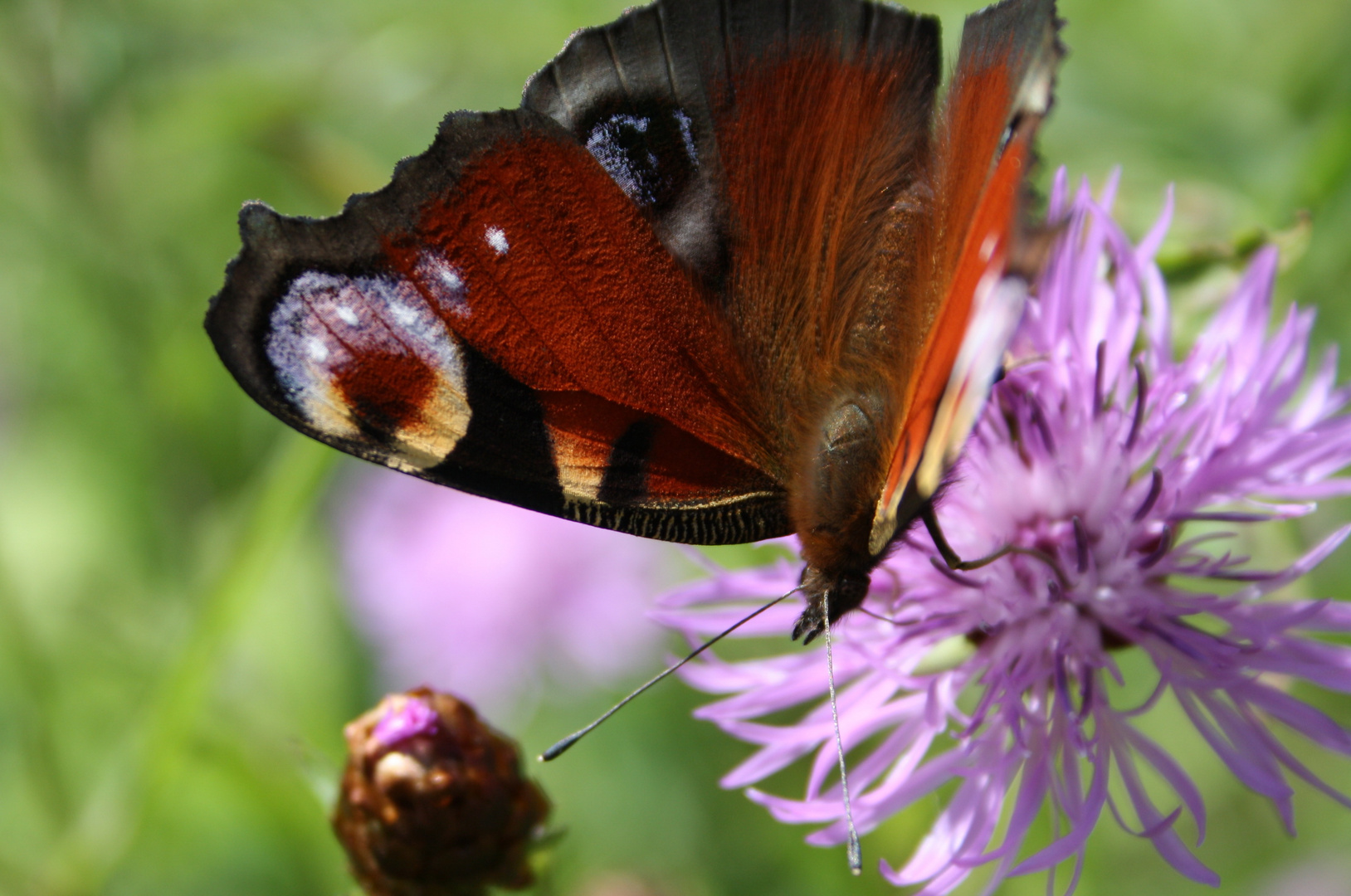 Der Schmetterling