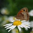 Der Schmetterling