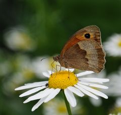 Der Schmetterling