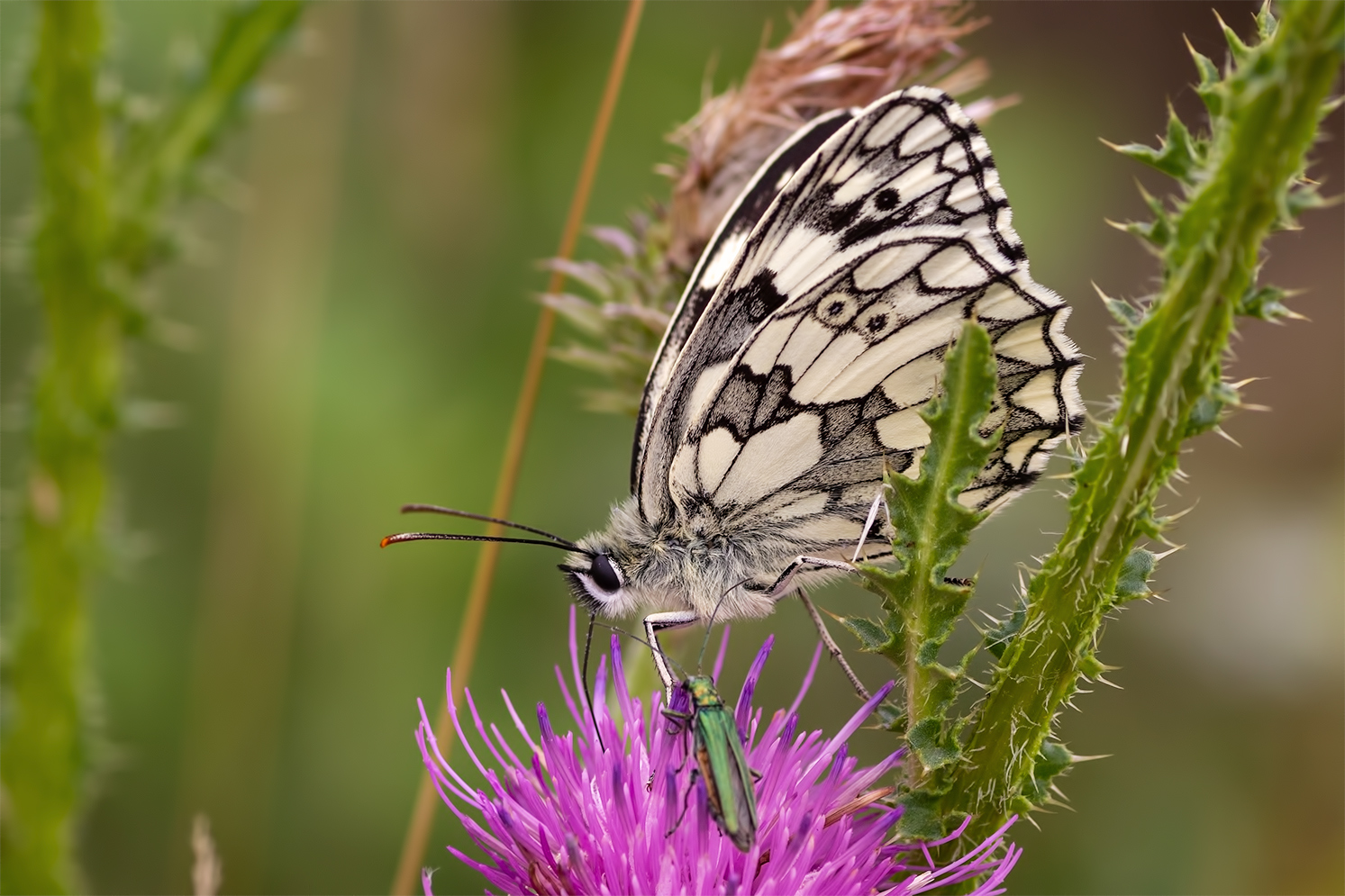 Der Schmetterling der Könige ...