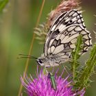 Der Schmetterling der Könige ...