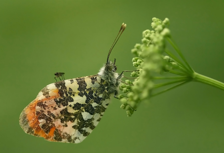 Der Schmetterling des Jahres 2004