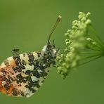 Der Schmetterling des Jahres 2004