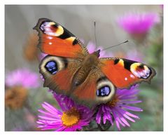 Der Schmetterling des Jahres 2009 ; Das Tagpfauenauge.