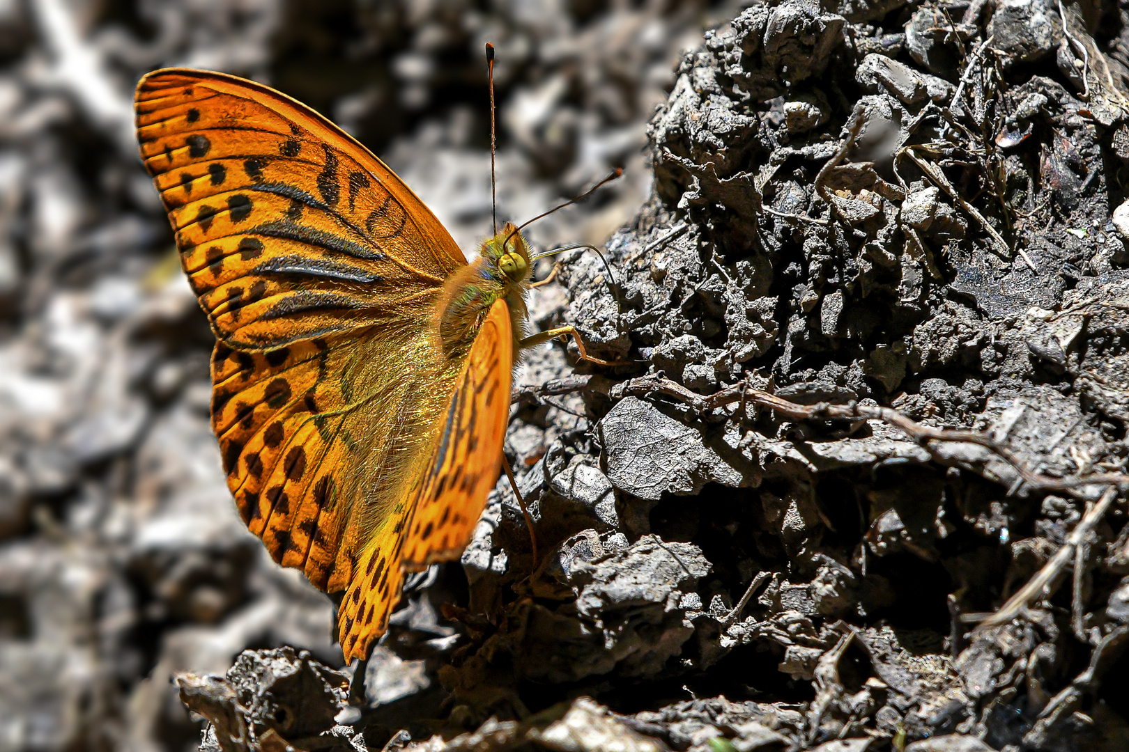 Der Schmetterling des Jahres 2022