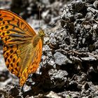 Der Schmetterling des Jahres 2022