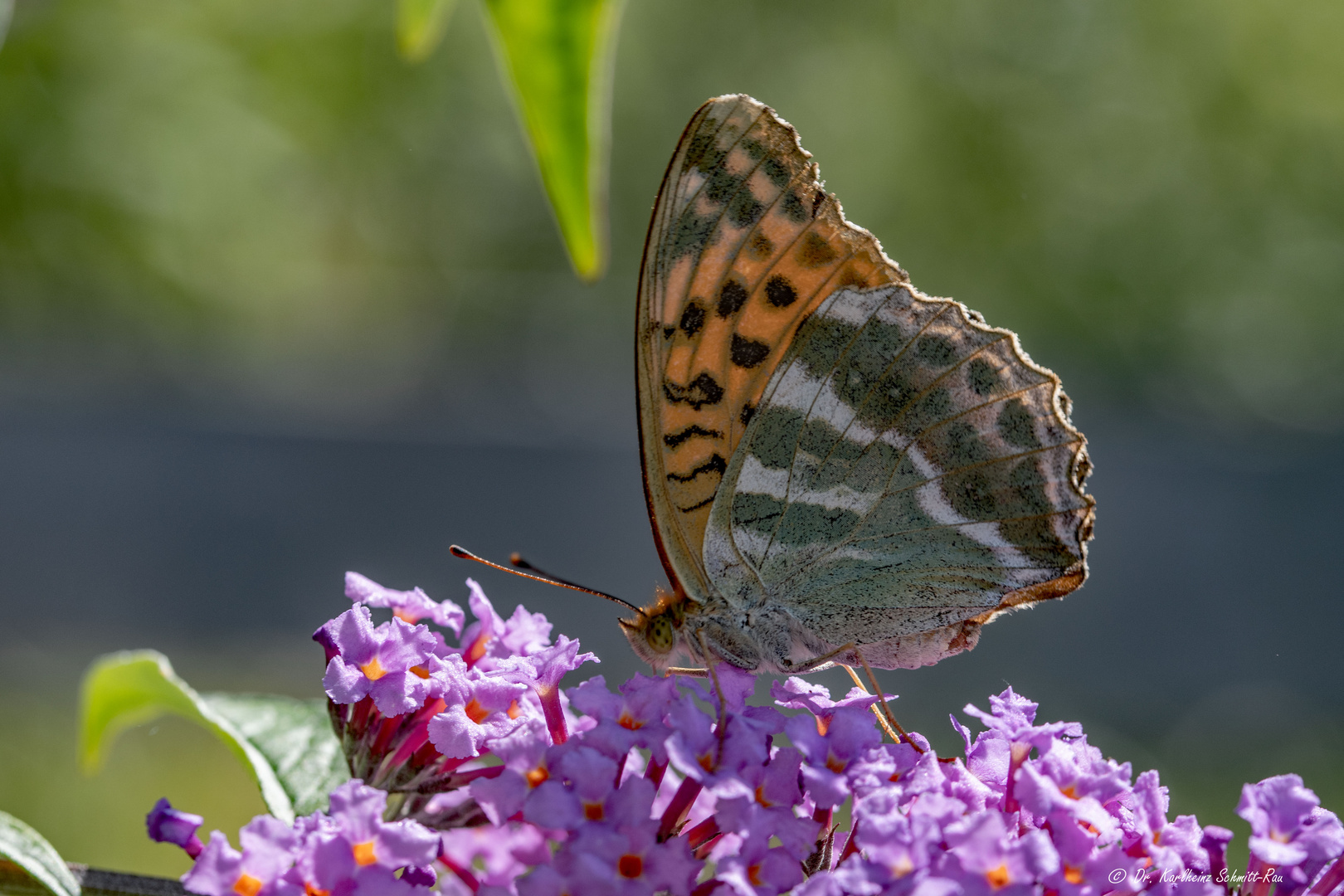 Der Schmetterling des Jahres 2022 - Der Kaisermantel (Argynnis paphia)