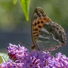 Der Schmetterling des Jahres 2022 - Der Kaisermantel (Argynnis paphia)