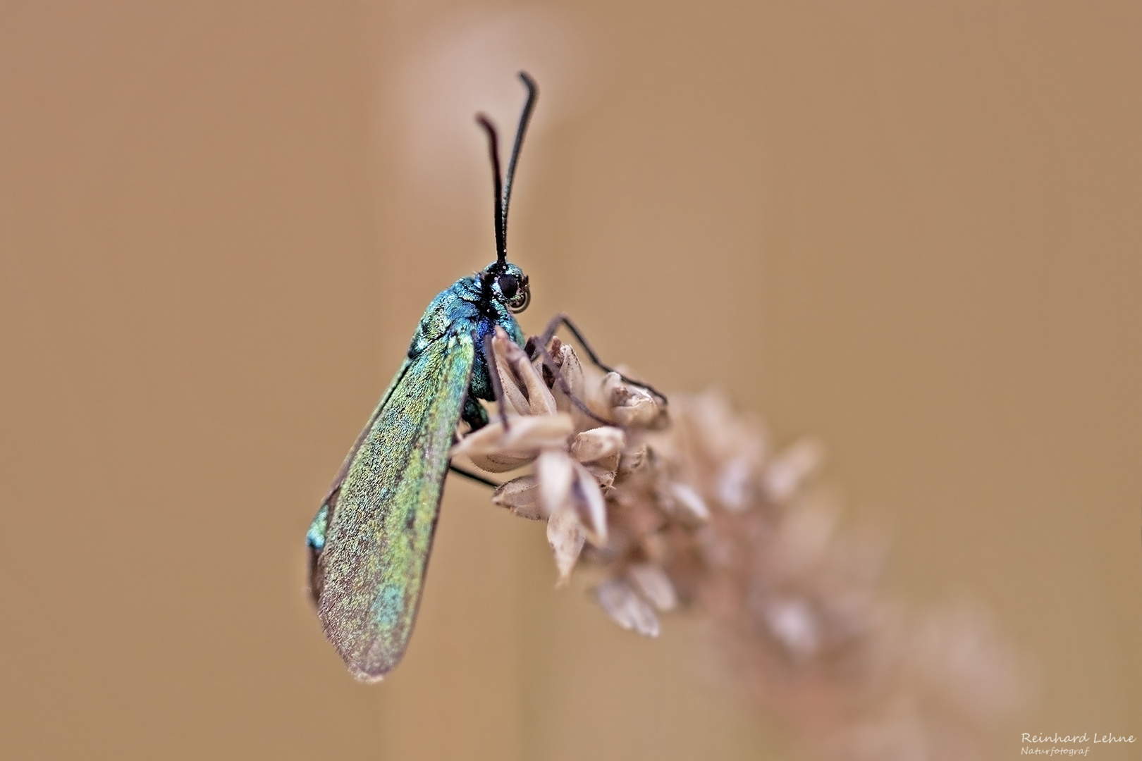  Der Schmetterling des Jahres 2023