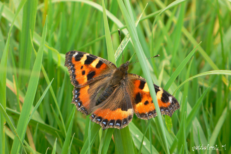 Der Schmetterling - die 2. Chance