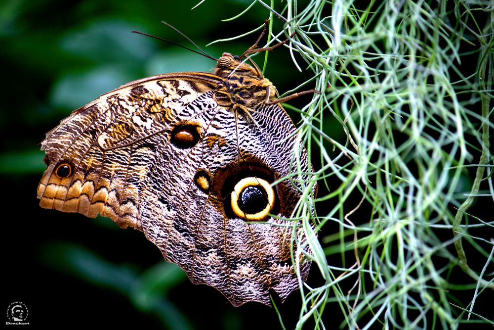 Der Schmetterling