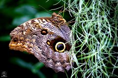 Der Schmetterling