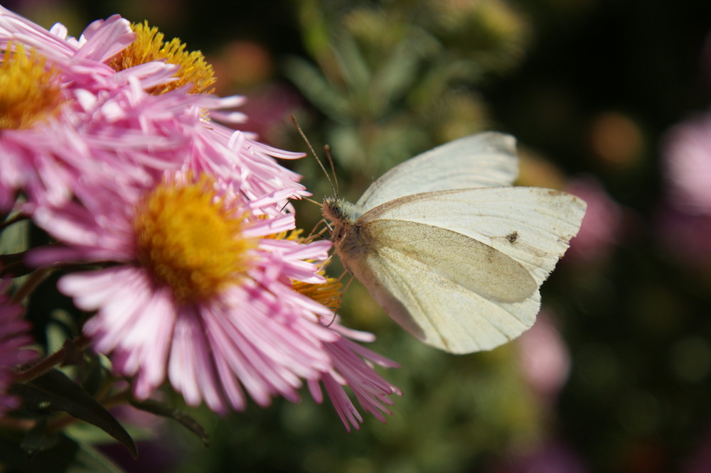 Der Schmetterling