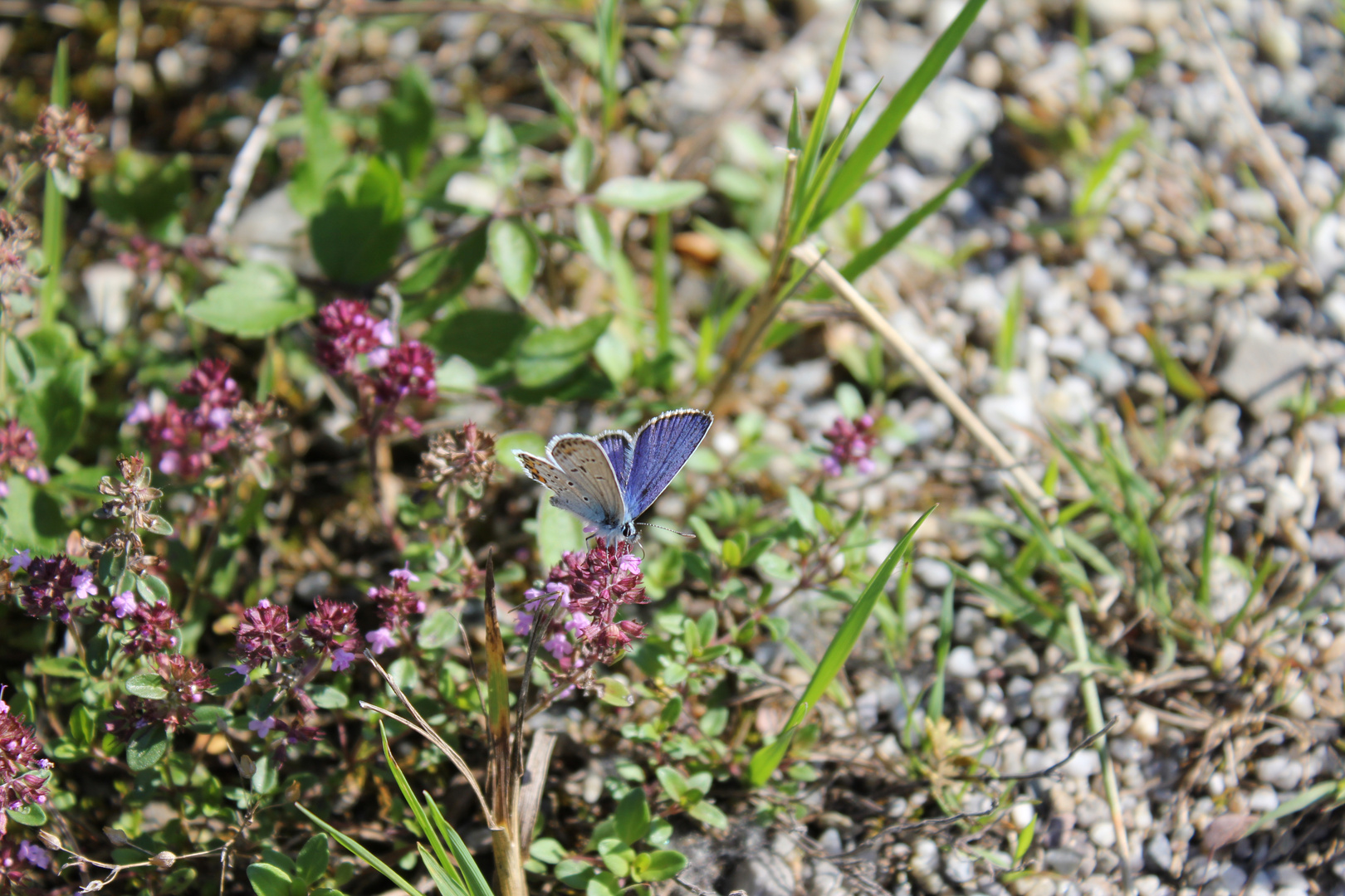 Der Schmetterling