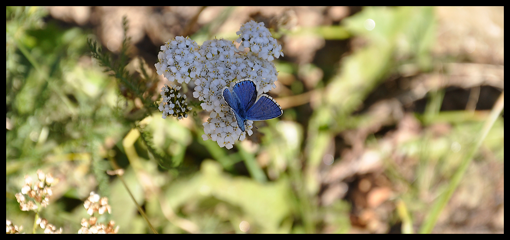 der schmetterling...