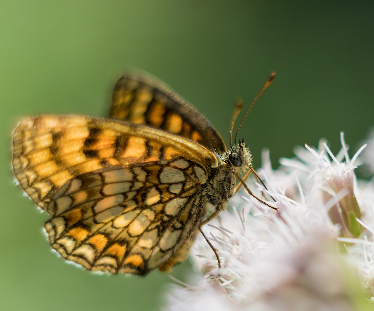 der Schmetterling