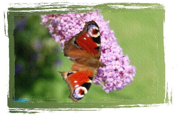 Der Schmetterling