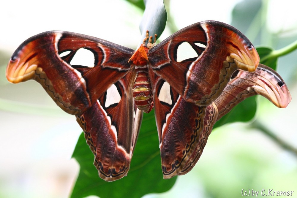 Der Schmetterling