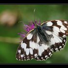 Der Schmetterling