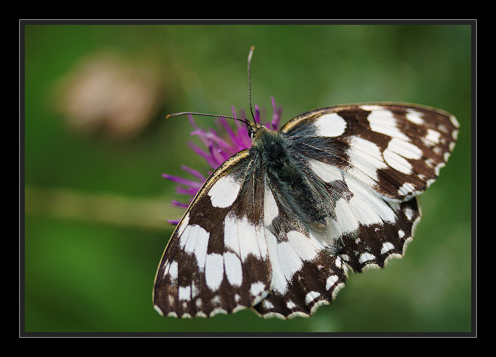 Der Schmetterling