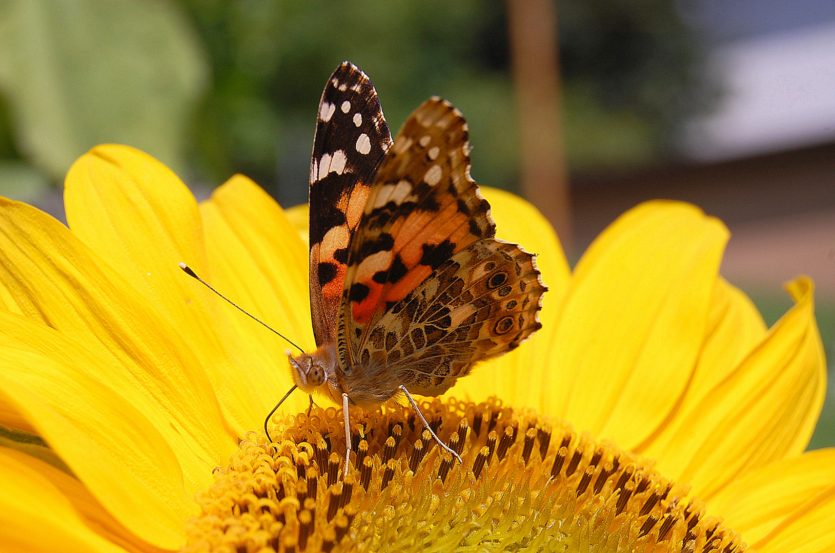 Der Schmetterling ganz nah