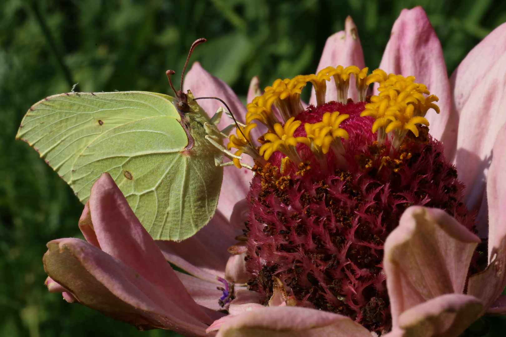 Der Schmetterling holt sich seinen Nektar