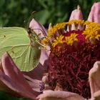 Der Schmetterling holt sich seinen Nektar