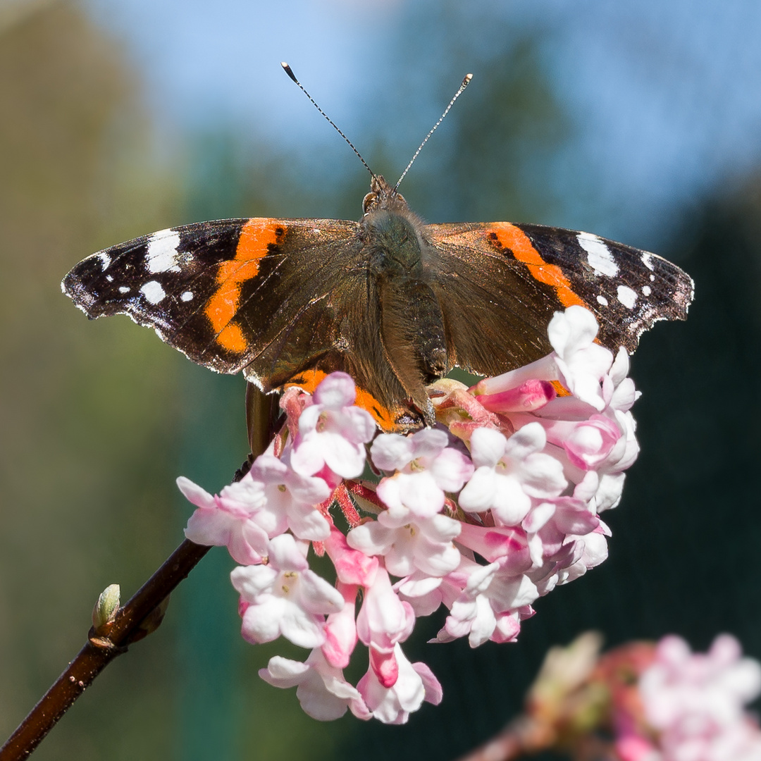 Der Schmetterling I