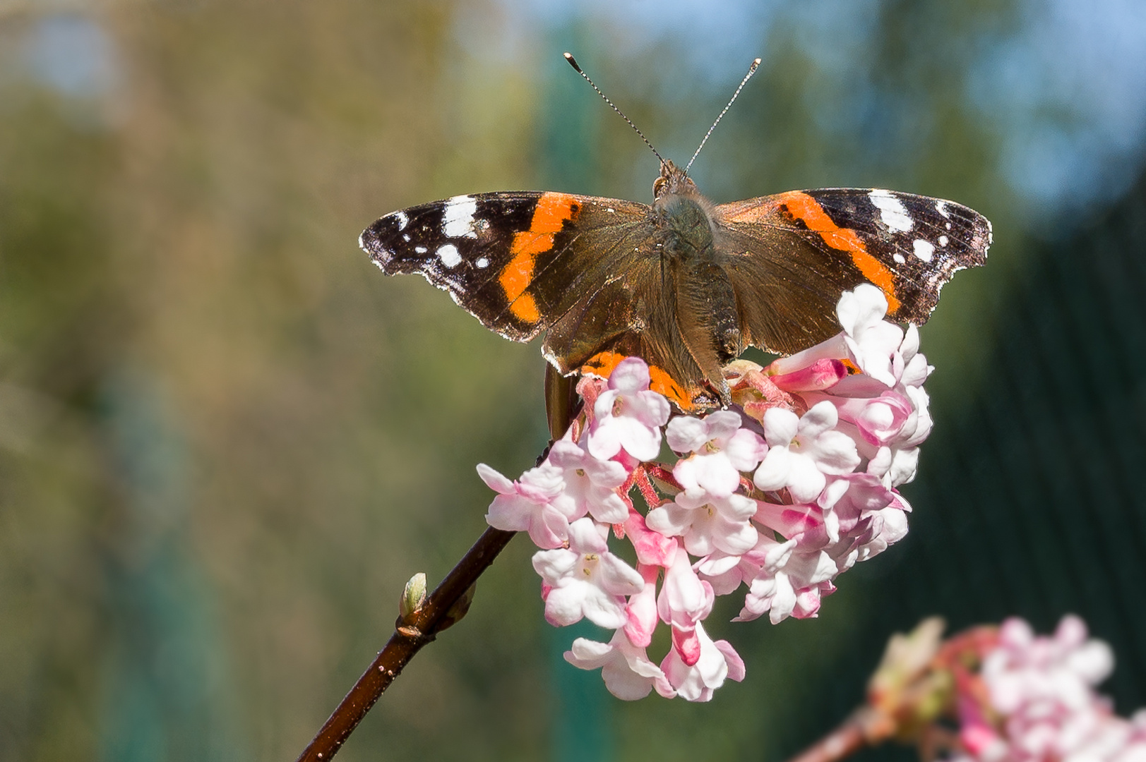 Der Schmetterling II