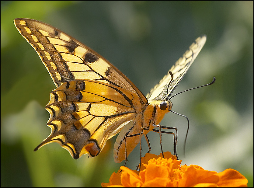 Der Schmetterling im Licht ...