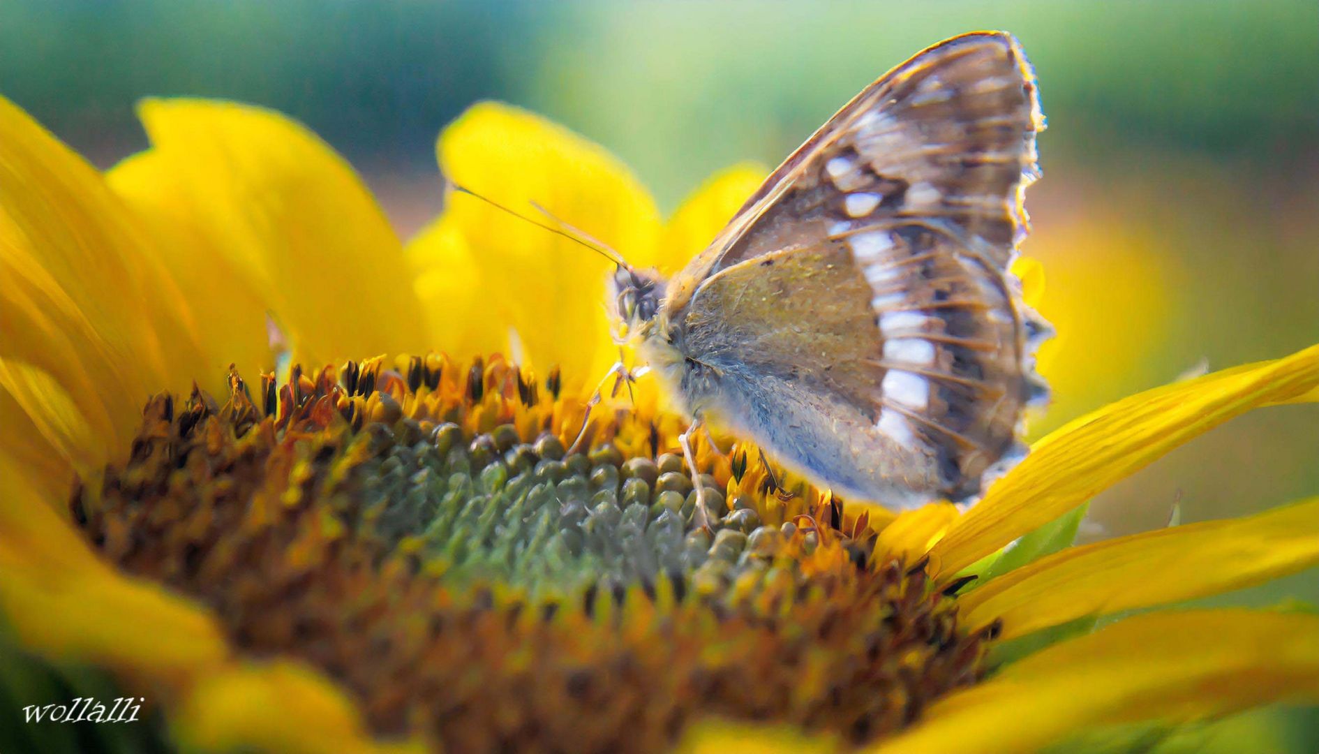 Der Schmetterling in der Sonnenblume