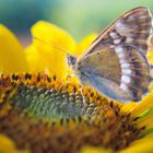 Der Schmetterling in der Sonnenblume