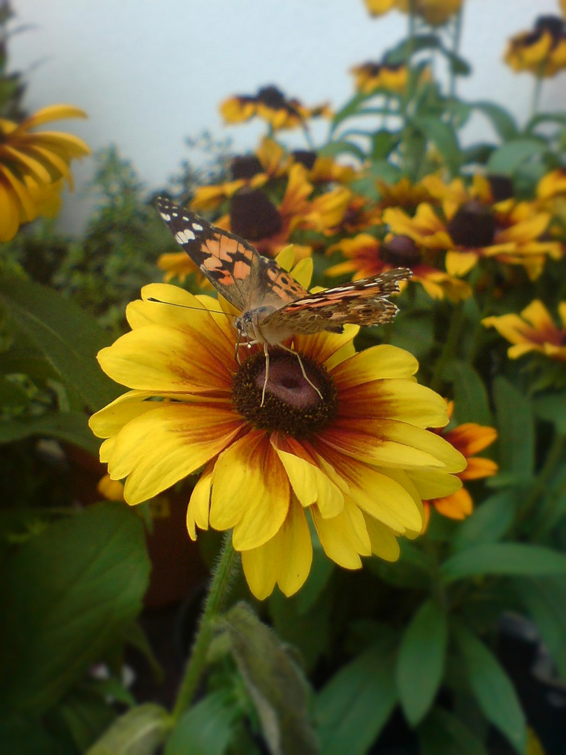 Der Schmetterling in seinem Element