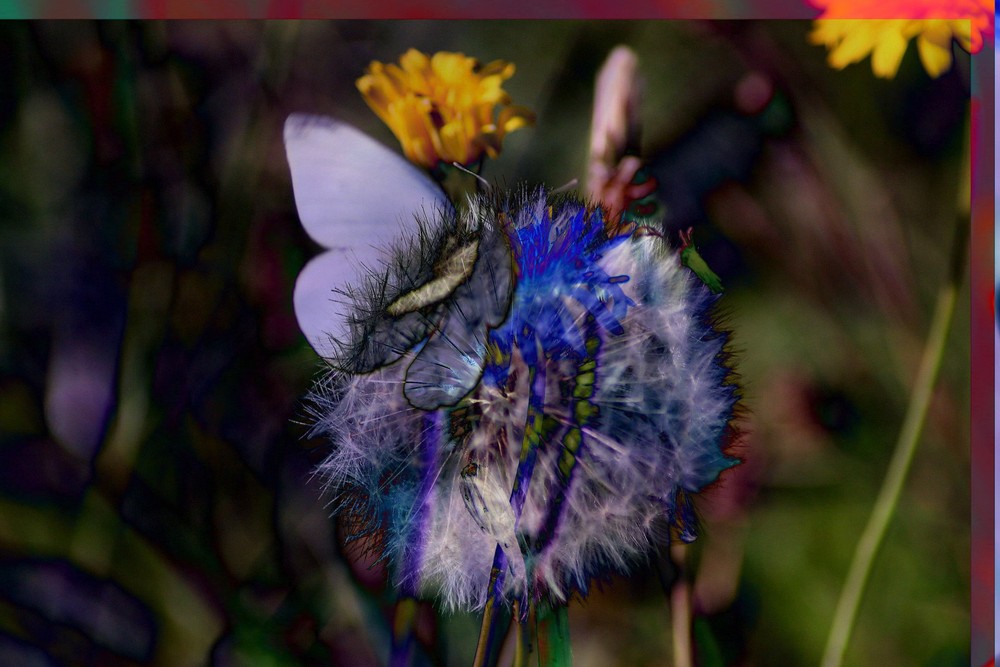 Der Schmetterling kann sich nicht entscheiden II