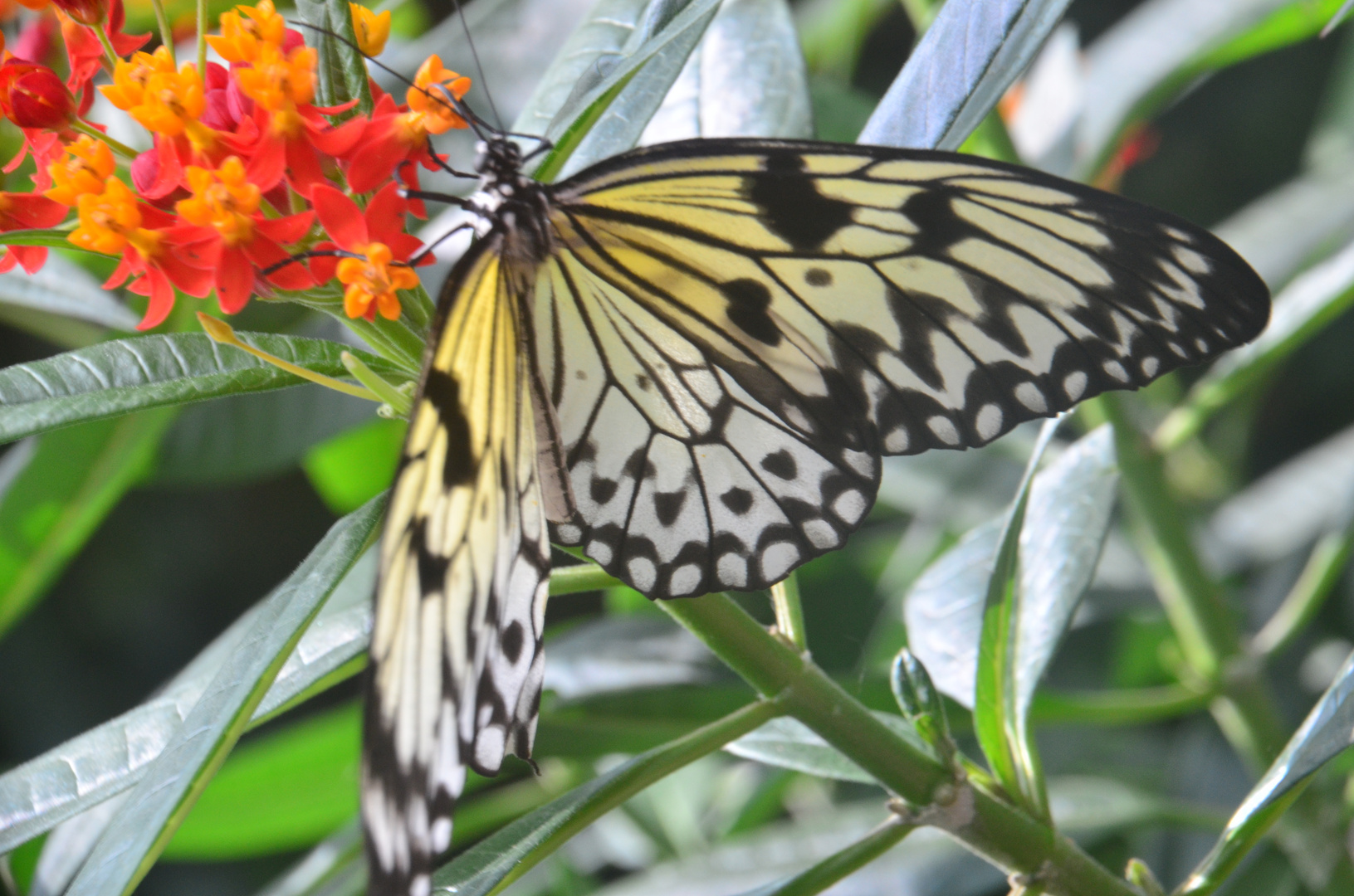 Der Schmetterling saugt