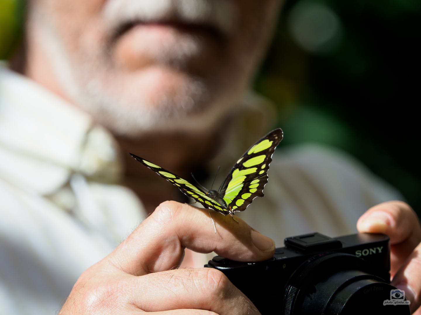 Der Schmetterling stört