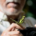 Der Schmetterling stört