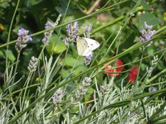 Der Schmetterling und der Lavendel