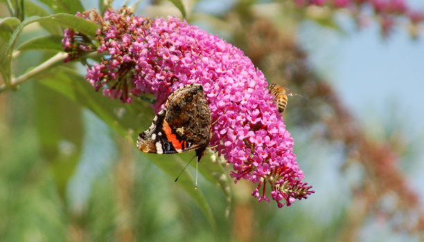 Der Schmetterling und die Biene