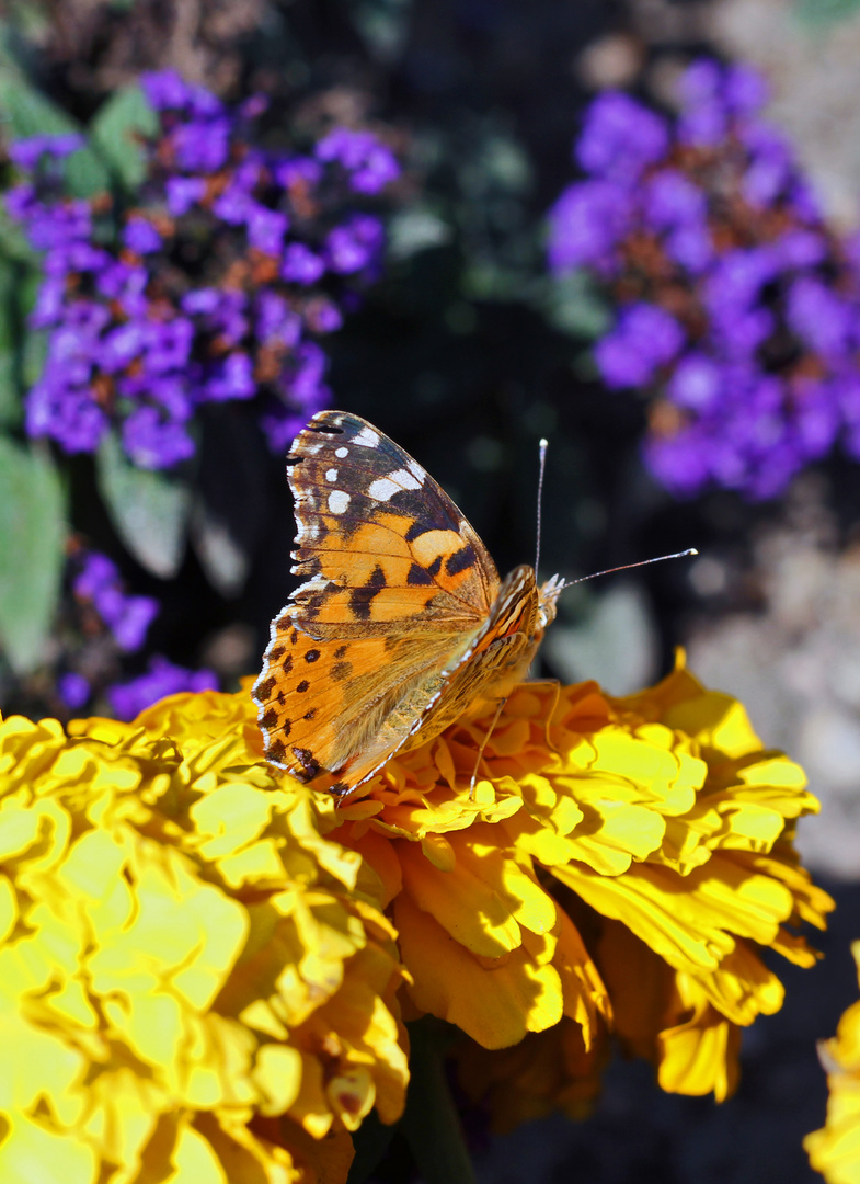 Der Schmetterling und die gelbe Blume