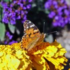 Der Schmetterling und die gelbe Blume