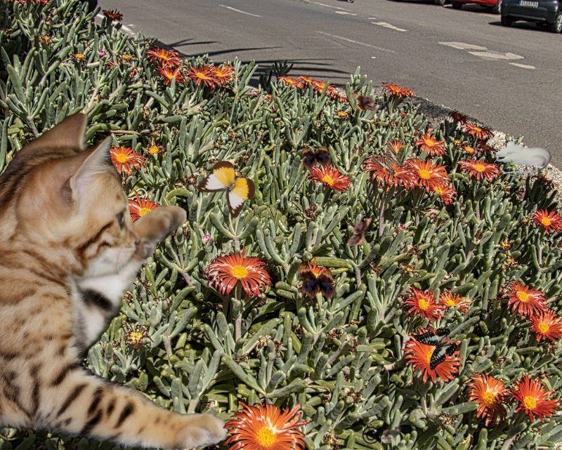 Der Schmetterling und die Katze