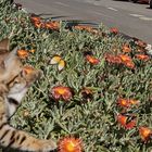 Der Schmetterling und die Katze